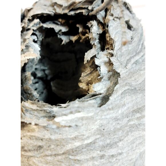 Large Real Hornet's Nest Hive Paper Wasp Bee Decor From Utah Mountains 10" x 6" - Picture 9 of 11